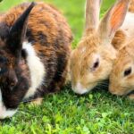 Co jedzą króliki? Ich podstawowe żywienie składa się z takich produktów jak siano, warzywa, owoce, zioła i inne rośliny.