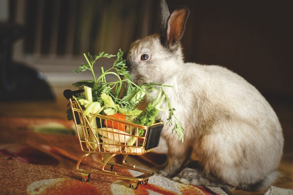 Choroby królików występują rzadziej u pupili ze zbilansowaną dietą.