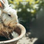 Czy królika można kąpać? Poznaj zasady i sposoby jak myc króliki