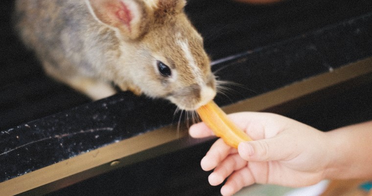 Karmienie pupila z ręki to idealny sposób jak się bawić z królikiem na początku naszej relacji. Pozwala zwiększyć zaufanie pupila i wzajemnie się poznać.