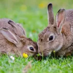 Czemu królik je swoje bobki? Królicza koprofagia
