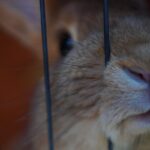 Dlaczego królik gryzie klatkę? Zrozumienie i sposoby na zapobieganie gryzieniu