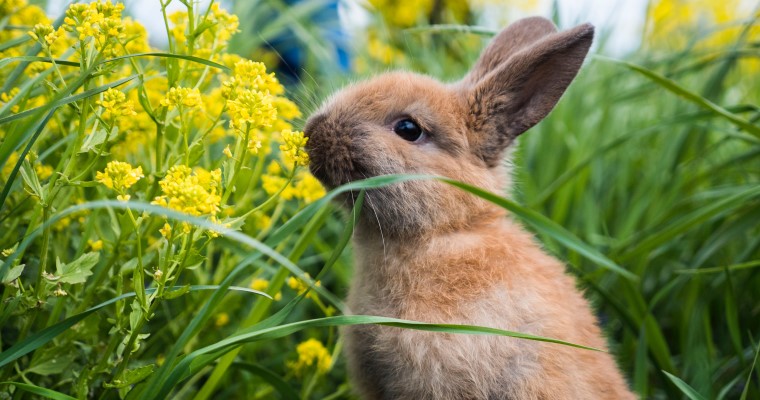 Domowego królika można zabierać na spacer, pozwalając poznać mu wiele nowych bodźców.