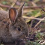 Królik Miniaturka Netherland - wszystko o holenderskiej rasie karzełków