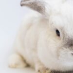 Łupież u królików, znany jako chejletieloza, w pierwszej kolejności objawia się uporczywym swędzeniem i podrażnieniem skóry pupila.