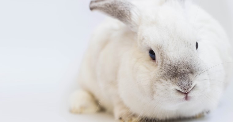 Łupież u królików, znany jako chejletieloza, w pierwszej kolejności objawia się uporczywym swędzeniem i podrażnieniem skóry pupila.