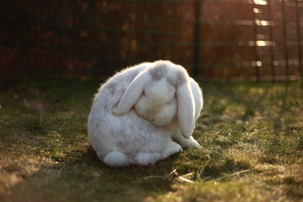 Świerzb u królika powoduje wygryzanie sierści.