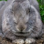 Myksomatoza królików - choroba zajęczaków, która potrafi być śmiertelna