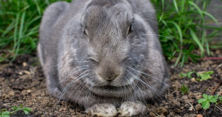 Myksomatoza królików - choroba zajęczaków, która potrafi być śmiertelna