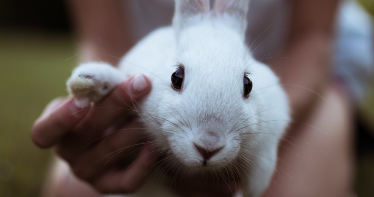 Jak obciąć pazury królikowi? Poradnik obcinania paznokci królika