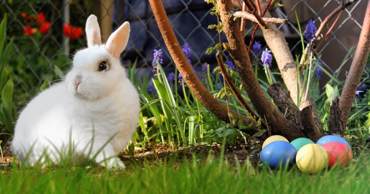 Jak wybrać prezent dla królika na święta?
