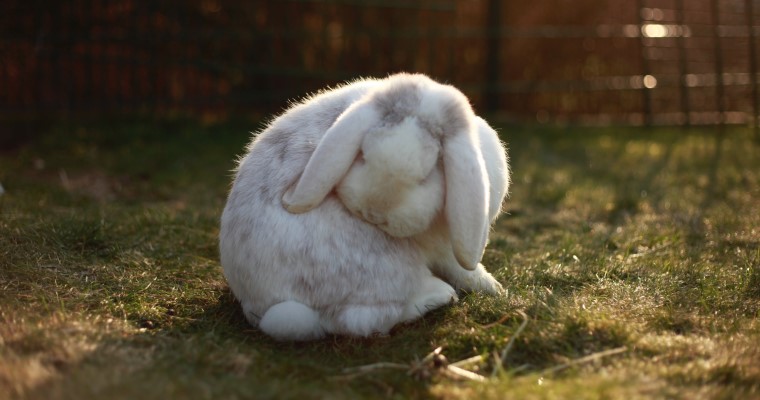 Najważniejszym objawem łupieżu u królika jest uporczywe swędzenie oraz podrażnienie naskórka