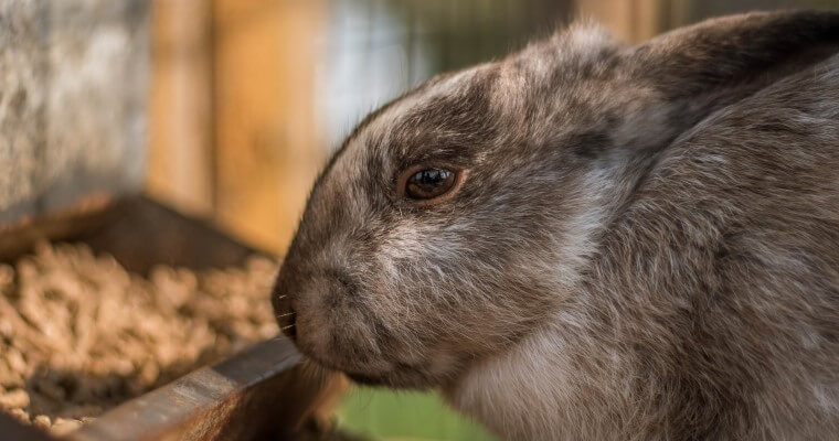 Zaparcia u królika sprawiają, że zwierzę staje się osowiałe i nie wydala kału.