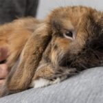 Zator u królików: objawy, leczenie i domowe sposoby na zaparcia u królika
