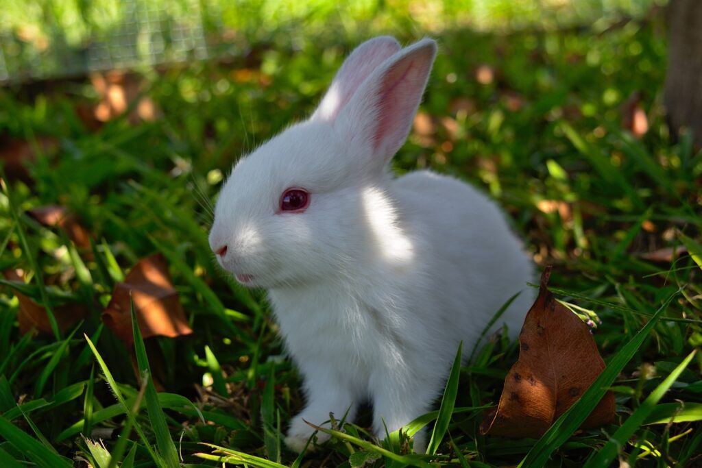 Czerwone oczy u królika mogą być objawem zapalenia spojówek.