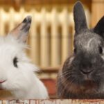 Najpopularniejsze rasy królików miniaturek
