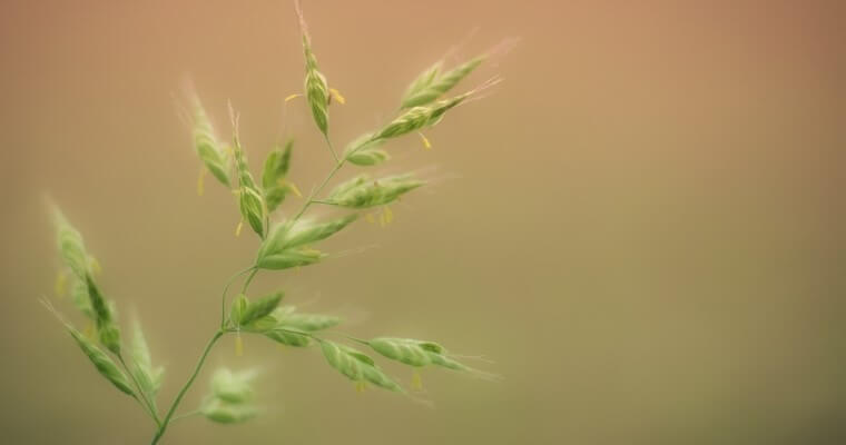 Siano łąkowe to mieszanina kilku różnych suszonych traw, które w efekcie dają ekologiczne sianko