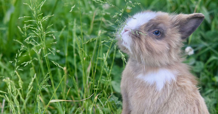 Jakie zioła dla królika warto podawać zajęczakowi, a których lepiej unikać? Top 15 najlepszych ziół dla pupila
